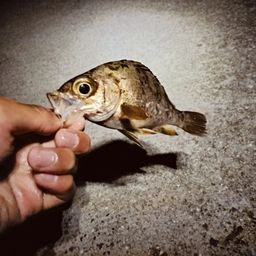 アカメバル
