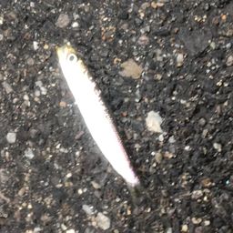 カタクチイワシ