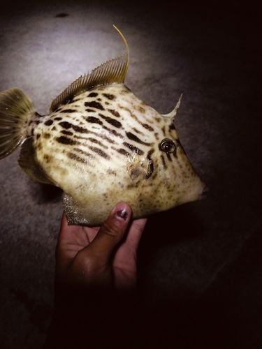 カワハギの釣果