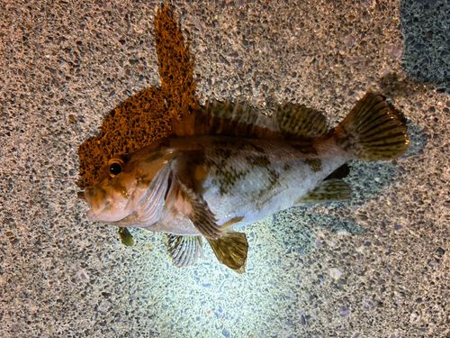 クロソイの釣果