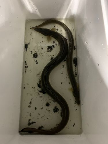 ウナギの釣果