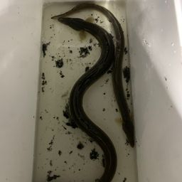 ウナギ