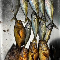 アジ