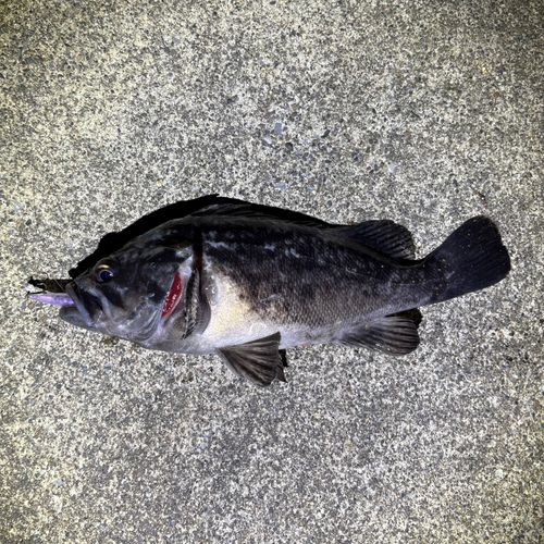 クロソイの釣果