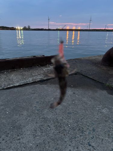 ムラソイの釣果