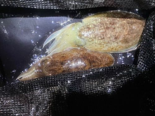 コウイカの釣果