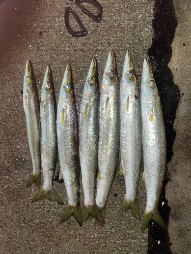 カマスの釣果