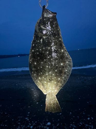 ソゲの釣果