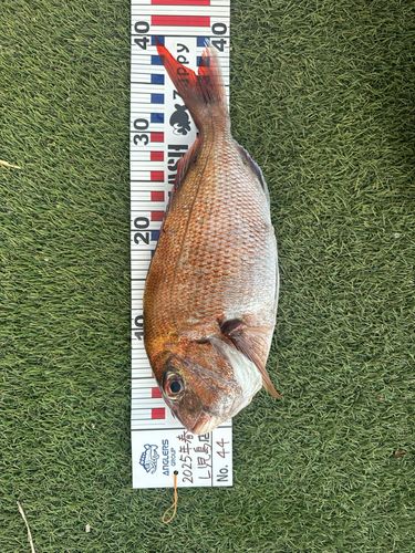 タイの釣果