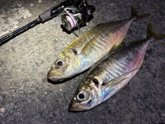 釣果