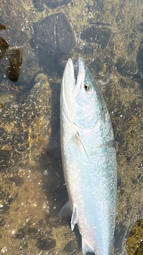 サクラマスの釣果