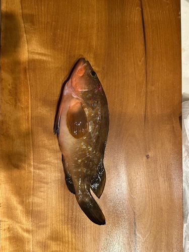アコウの釣果