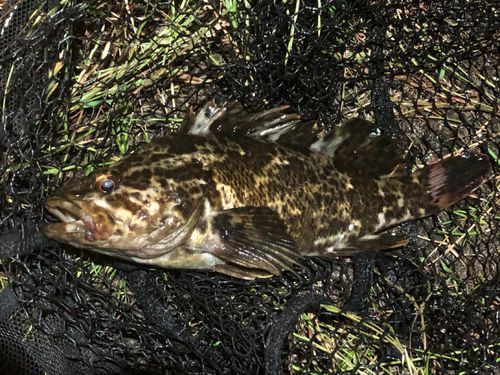 タケノコメバルの釣果