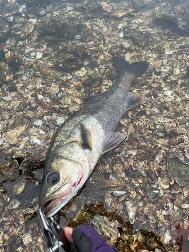 フッコ（マルスズキ）の釣果