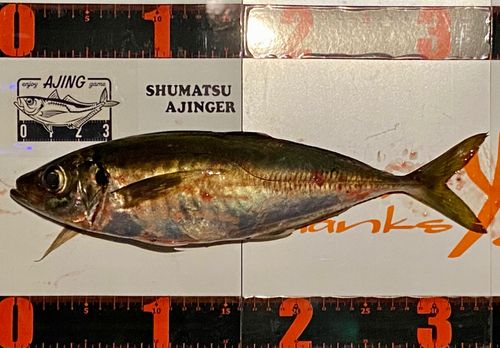 マアジの釣果