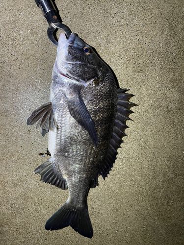 チヌの釣果