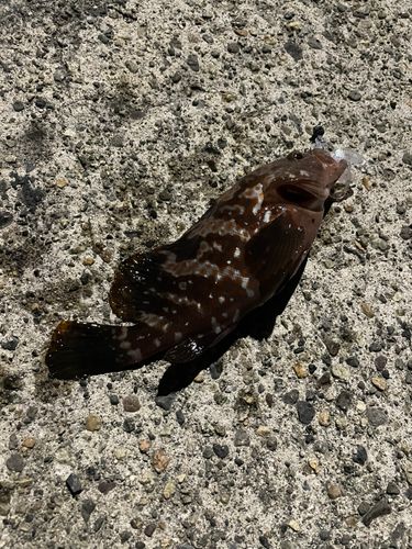 キジハタの釣果