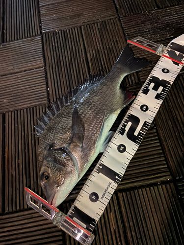 チヌの釣果