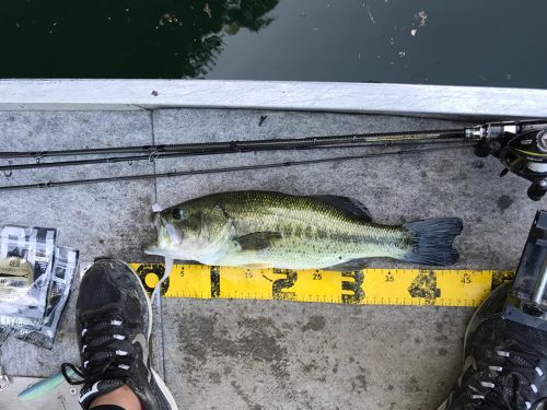 ブラックバスの釣果