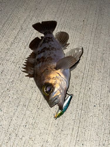 メバルの釣果