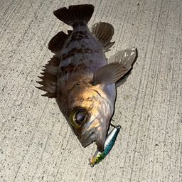 メバル