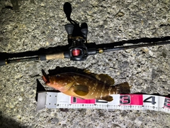 アコウの釣果