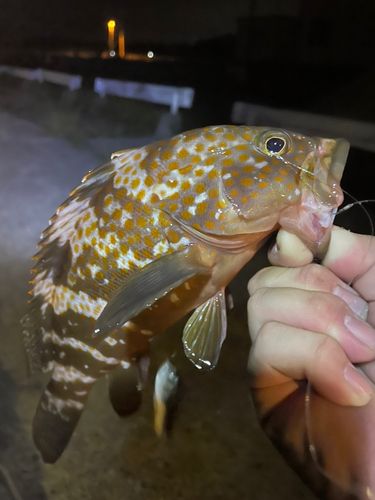 オオモンハタの釣果