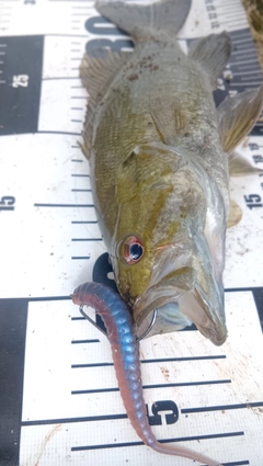 スモールマウスバスの釣果