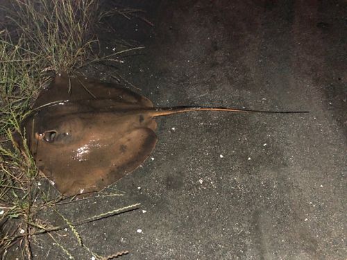 アカエイの釣果