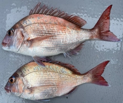 マダイの釣果