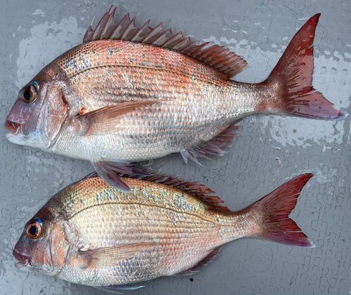 マダイの釣果