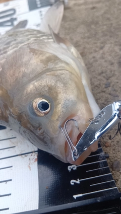 フナの釣果