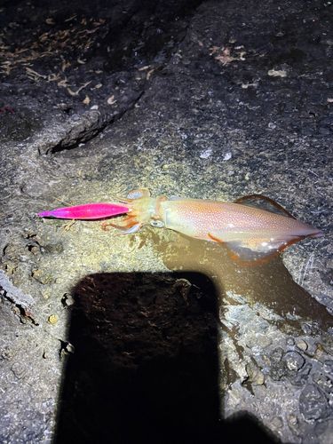 ヤリイカの釣果