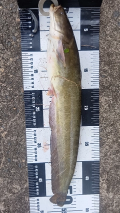 ナマズの釣果