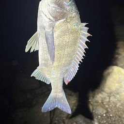 クロダイ