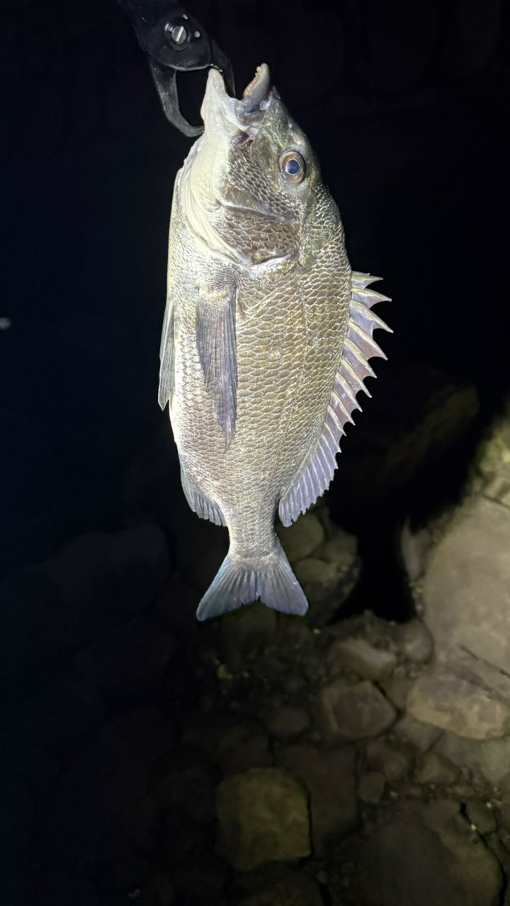 クロダイ