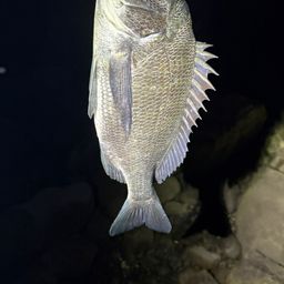 クロダイ