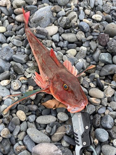 ホウボウの釣果