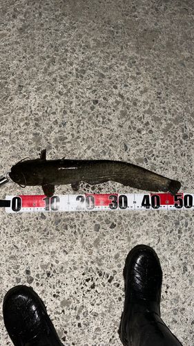 ナマズの釣果