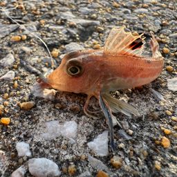 カナガシラ