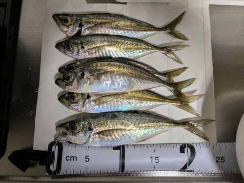 アジの釣果