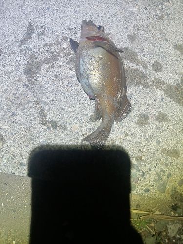 エゾメバルの釣果