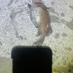 エゾメバル