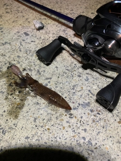 ヒイカの釣果