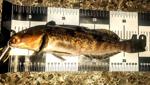 アイナメの釣果