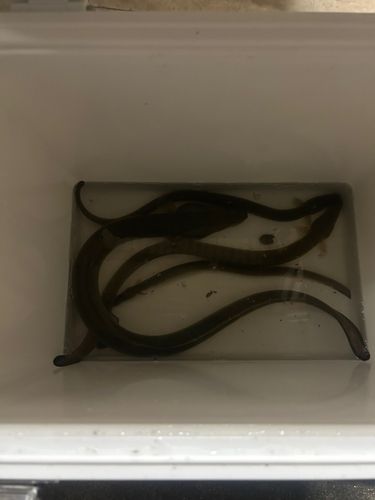 ウナギの釣果