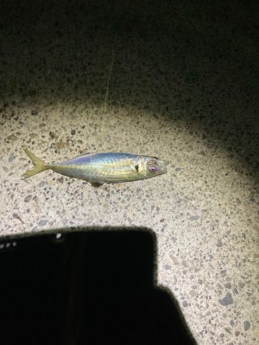 マアジの釣果