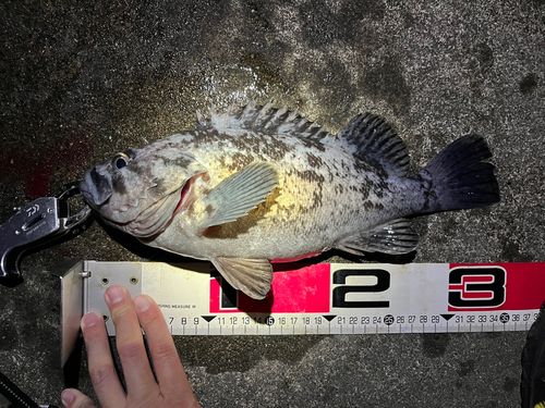 クロソイの釣果