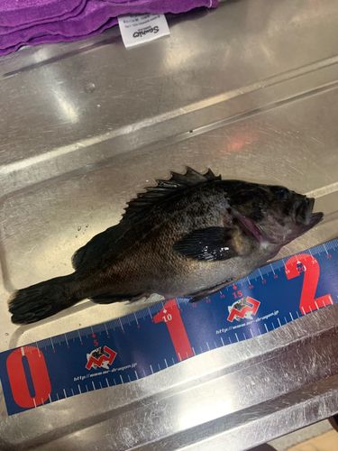 クロソイの釣果