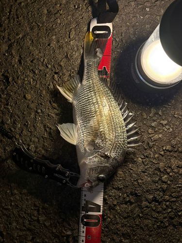 キビレの釣果